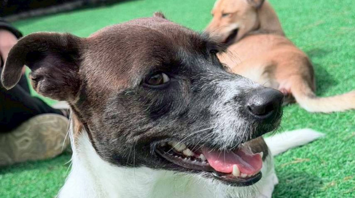 散步完很開心的多莉