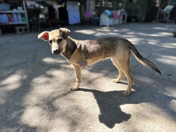 狗狗一直叫怎麼辦？聽懂 6 種吠叫語言，用對方法才有效